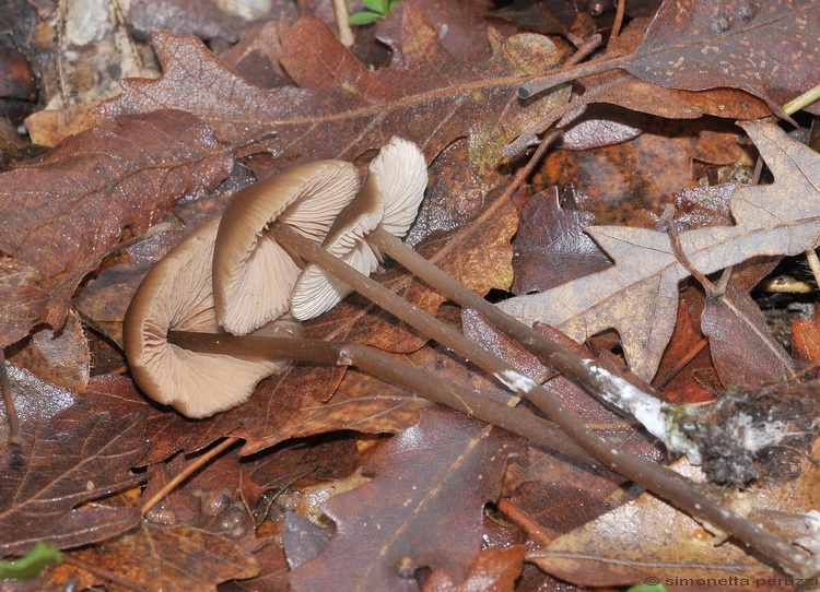 Escursione del tardo autunno nelle colline chiantigiane